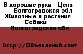 В хорошие руки › Цена ­ 1 - Волгоградская обл. Животные и растения » Собаки   . Волгоградская обл.